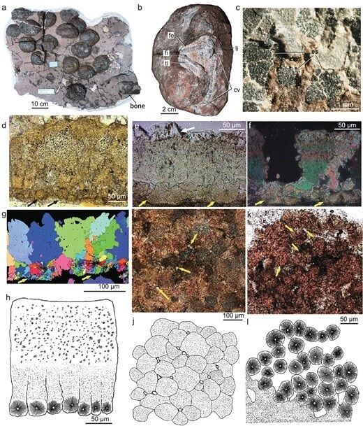 50 ''leathery'' eggs of previously unknown dinosaurs found that died 190 million years ago (photo)