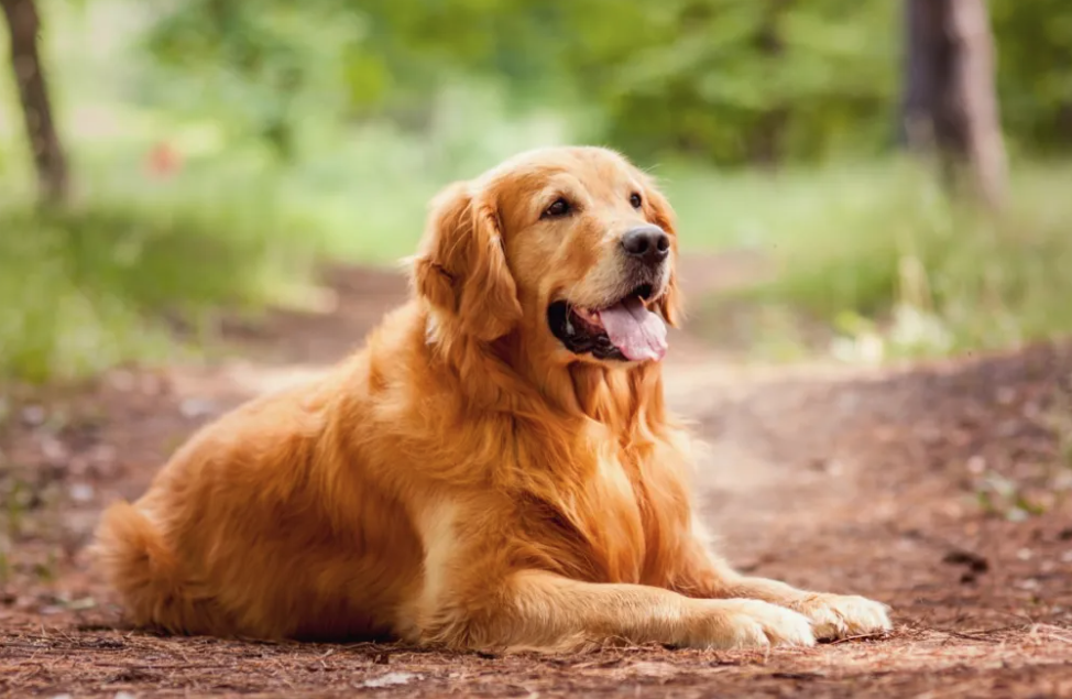 Золотистий ретривер - найкращі породи собак для сімей з дітьми