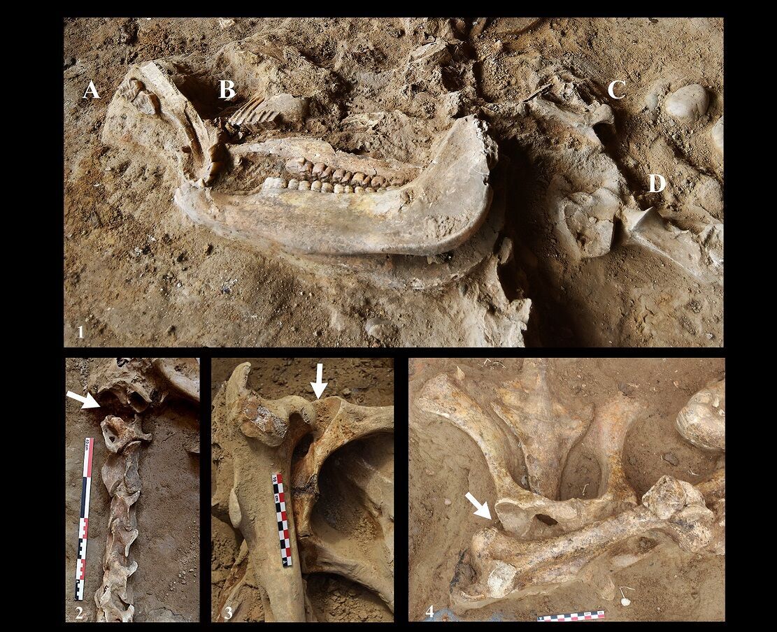 В Іспанії знайшли місце, де 2500 років тому у жертву принесли 52 тварин (фото)
