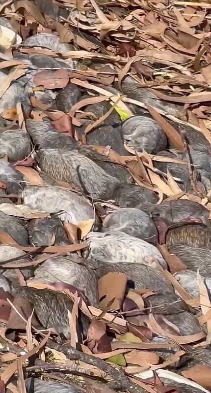 Millions of rats attacked Australian city: photos and video