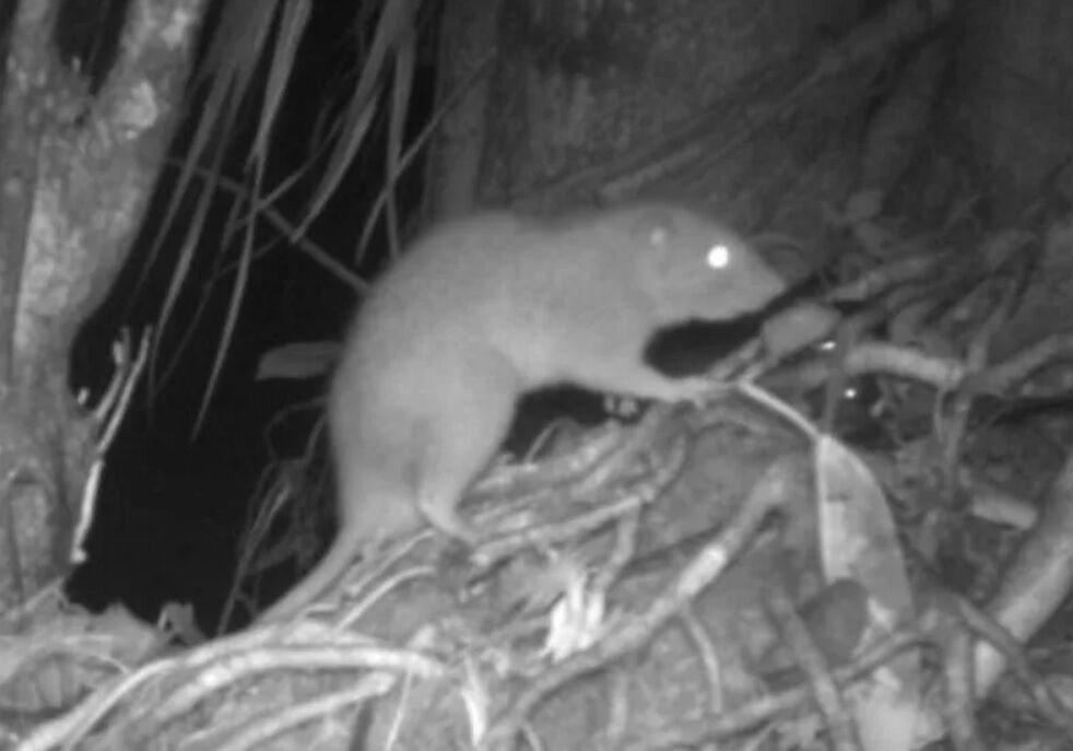 A rare giant rat that lives in trees was caught on camera for the first time (photo)