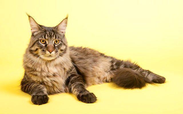 Топ-5 пород кошек, которые живут дольше всего. Фото