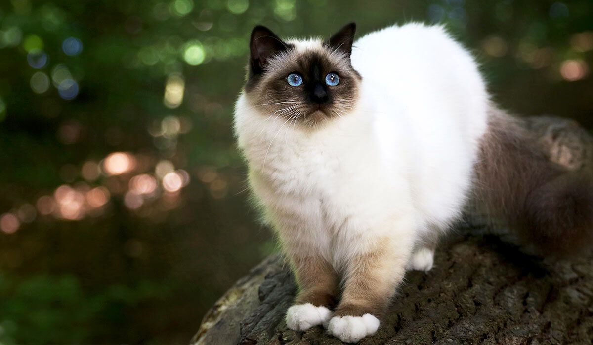 Top 5 cat breeds that live the longest. Photo