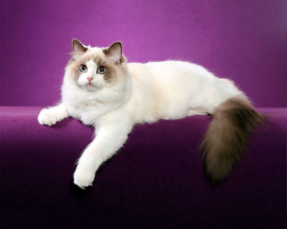 Top 5 cat breeds that live the longest. Photo