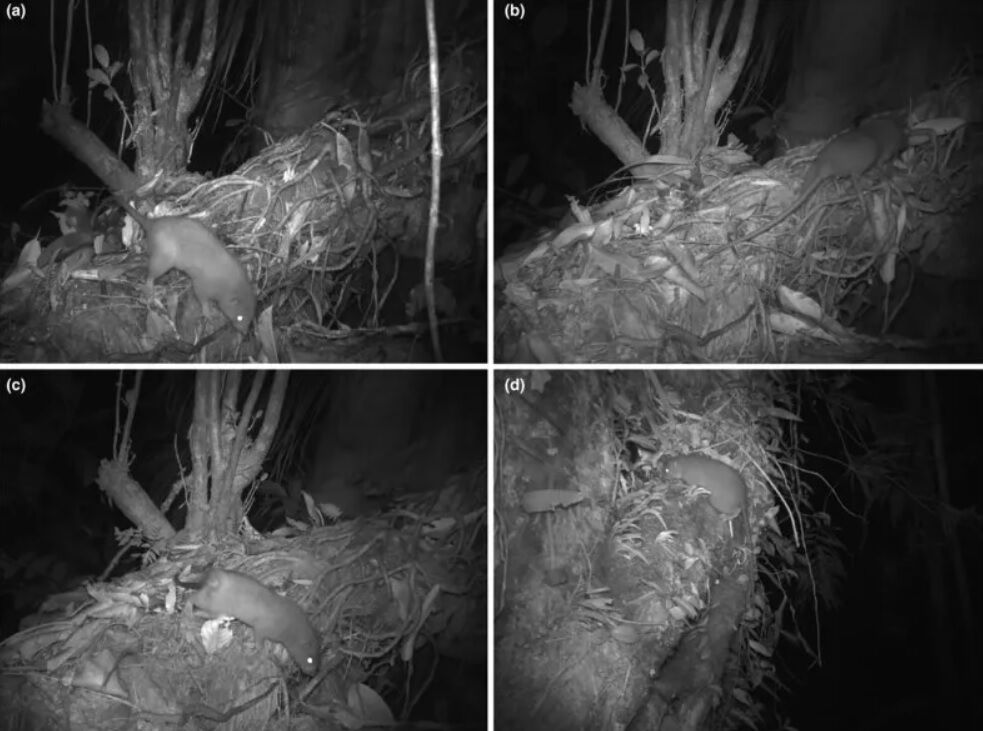A rare giant rat that lives in trees was caught on camera for the first time (photo)
