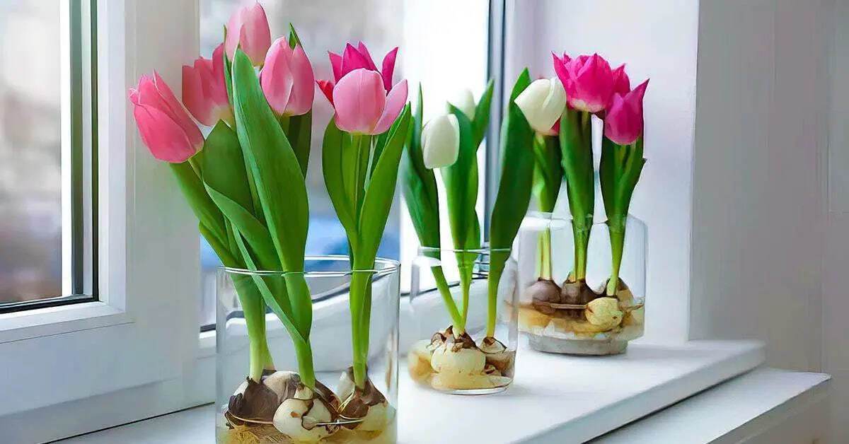 Цветы в доме круглый год: как прорастить тюльпаны на подоконнике без грунта