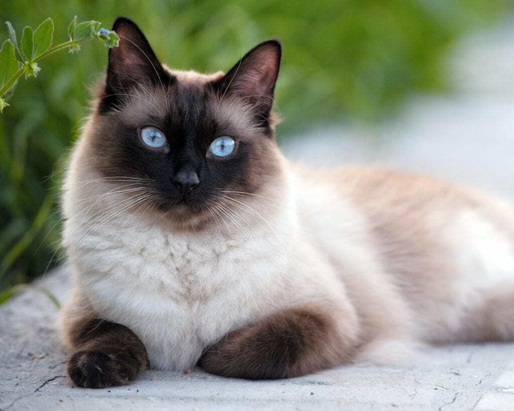 Top 5 cat breeds that live the longest. Photo