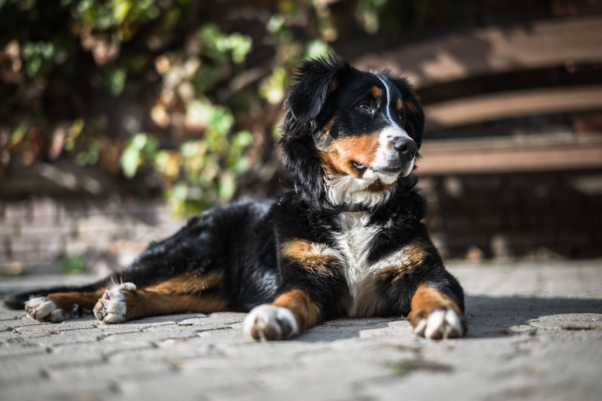 5 порід собак, які підійдуть власникам-початківцям