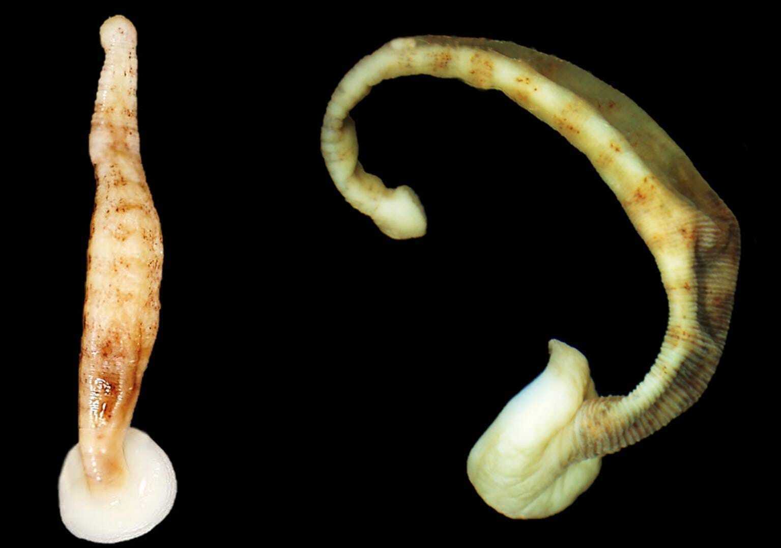 Scientists from Ukraine have found a new species of Antarctic leeches: photos