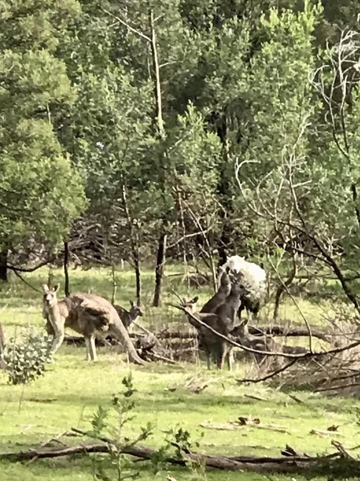 В Австралии баран сбежал с фермы и пять лет жил с кенгуру (видео и фото)