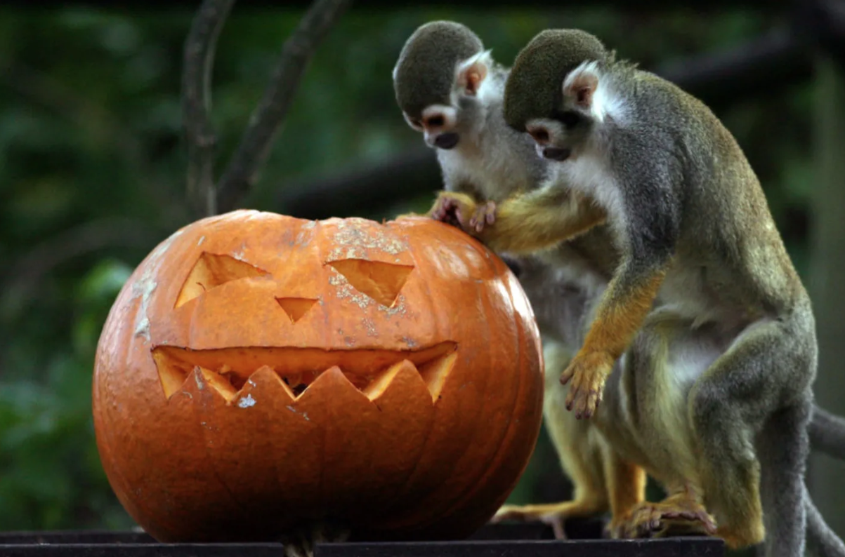 How to dispose of pumpkins