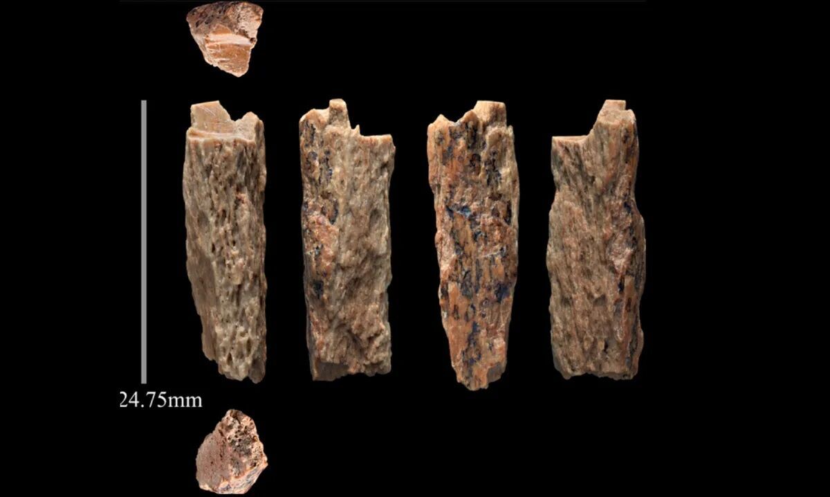 Ученые обнаружили останки единственного гибрида человека первого поколения (фото)