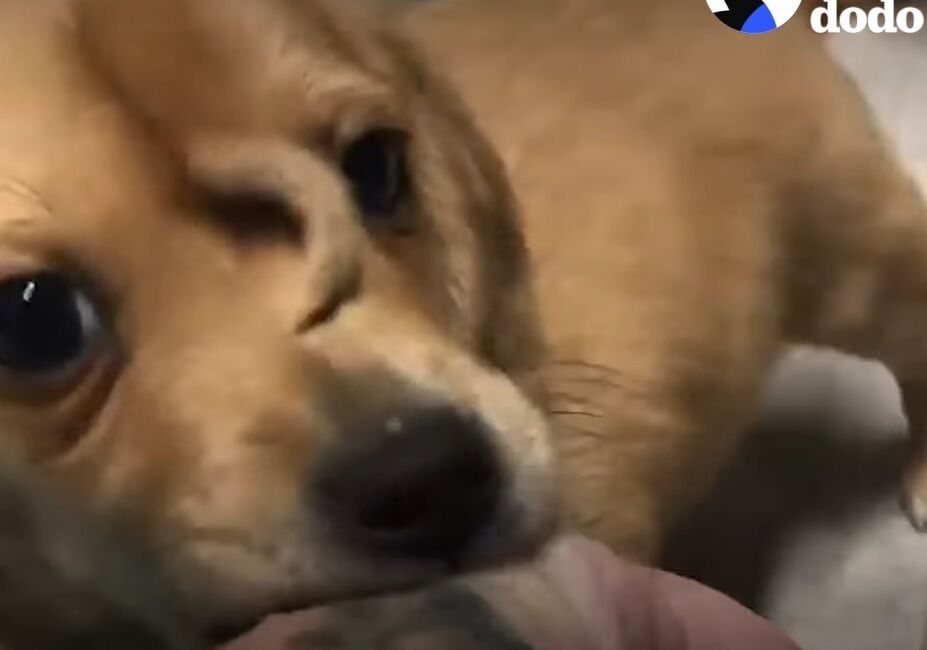 Щенка-единорога спасли в США: на голове у собаки растет хвост (фото и видео)