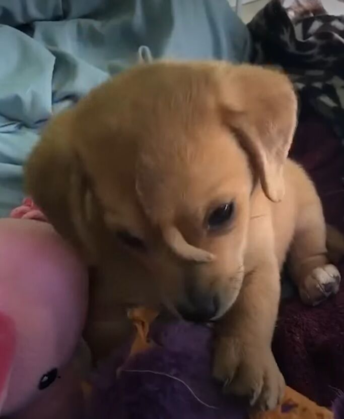 Щенка-единорога спасли в США: на голове у собаки растет хвост (фото и видео)