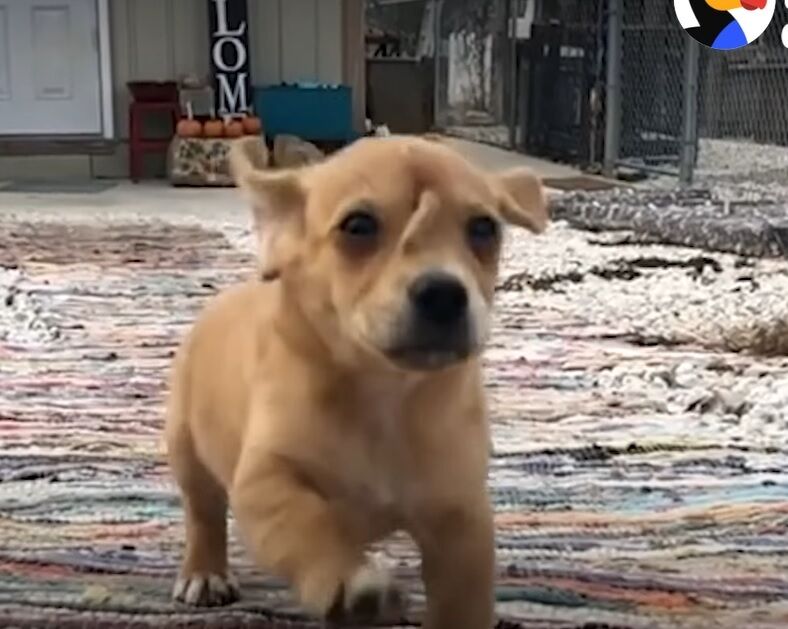 A unicorn puppy has been rescued in the US: a tail grows on the dog's head (photo and video)