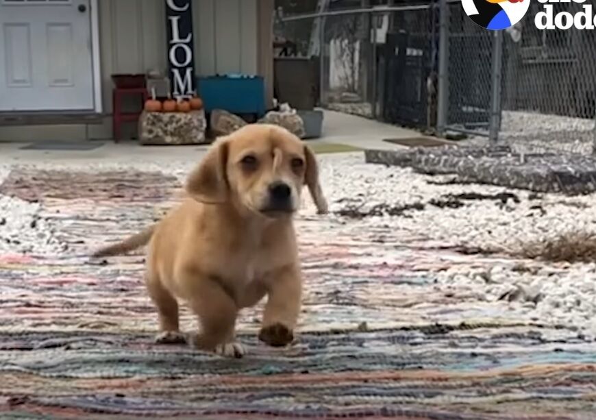 Цуценя-єдинорога врятували у США: на голові у собаки росте хвіст (фото та відео)