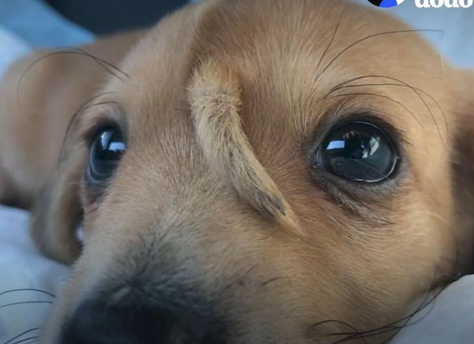 A unicorn puppy has been rescued in the US: a tail grows on the dog's head (photo and video)