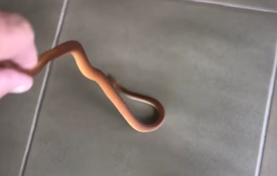 Boy finds deadly snake under Christmas tree in Australia: video