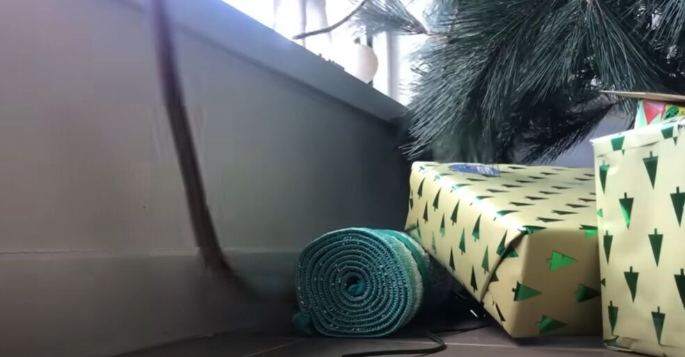 В Австралии мальчик нашел смертоносную змею под новогодней елкой: видео
