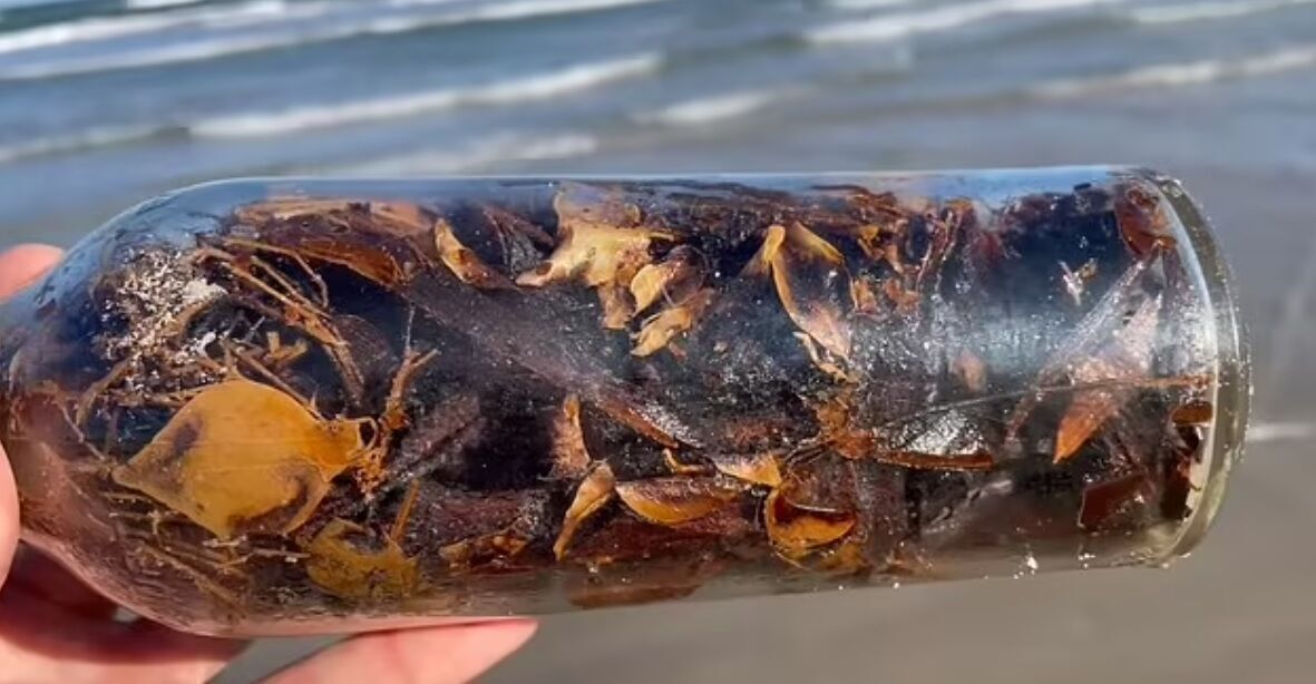 На побережье Мексиканского залива находят ''ведьминские бутылки'': почему их опасно трогать (видео)