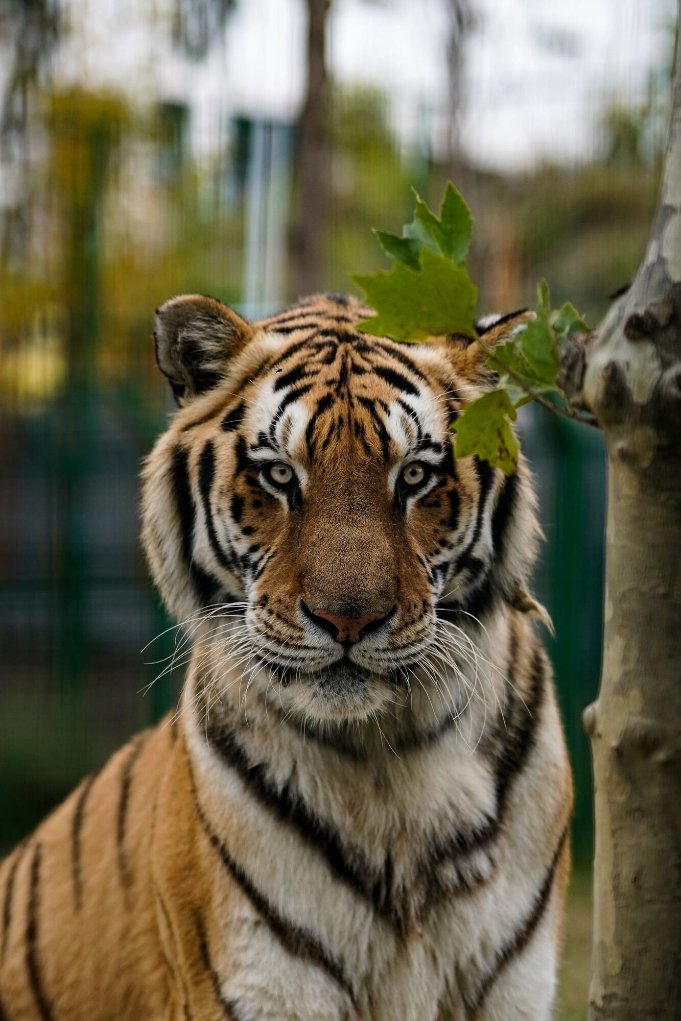 Top 5 largest cats in the world. Photo