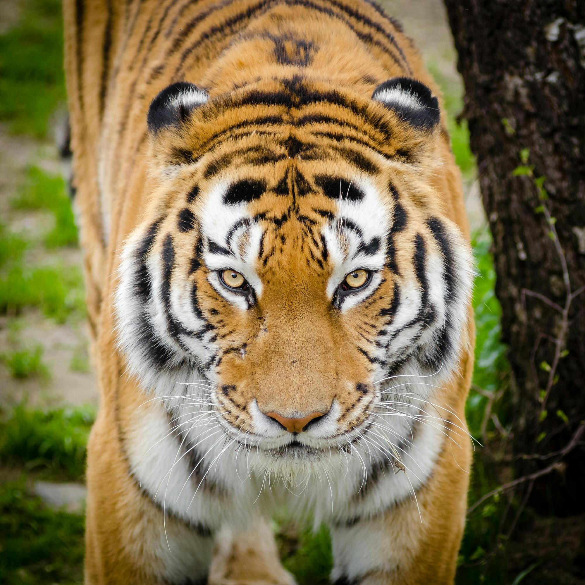 Top 5 largest cats in the world. Photo