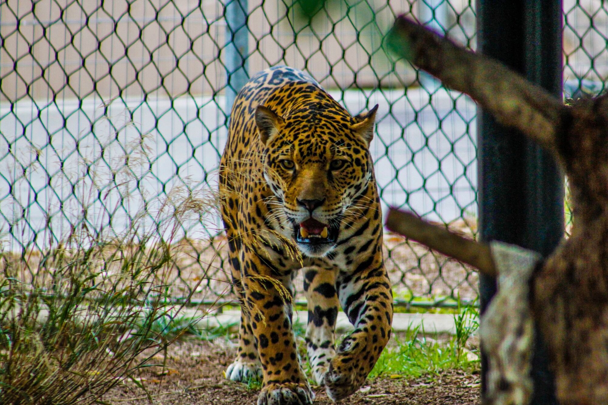 Top 5 largest cats in the world. Photo