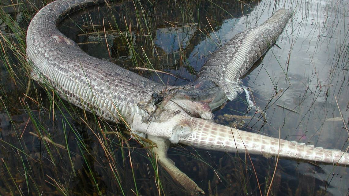 Огромная змея и аллигатор взорвались после смертельной схватки (фото)