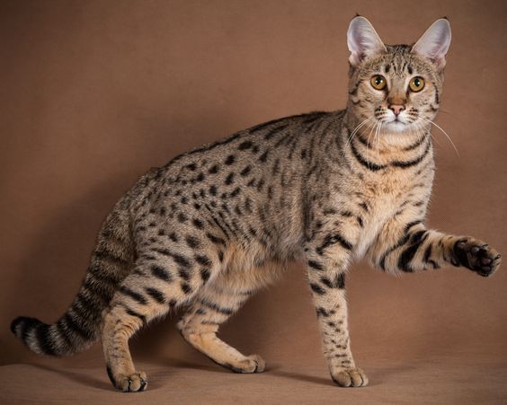 Коты-долгожители: Топ-5 пород с наибольшей продолжительностью жизни