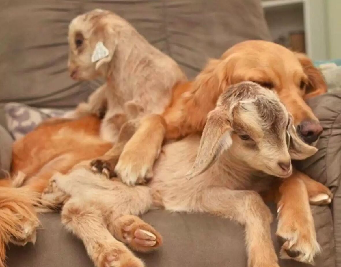 W USA pies Lauryn adoptował cztery kozy (zdjęcie)