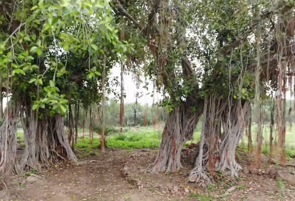 Ученые рассказали о деревьях, которые могут ''ходить'' (фото)