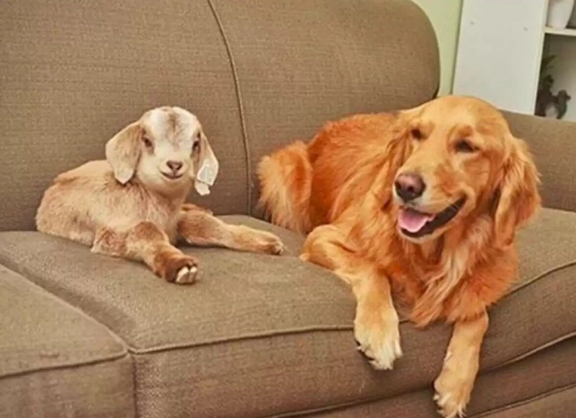 W USA pies Lauryn adoptował cztery kozy (zdjęcie)