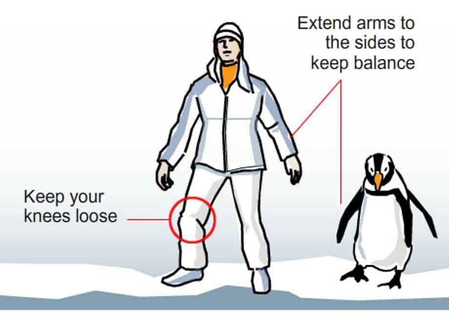 Поможет тактика пингвина: как ходить по скользкой земле и не упасть