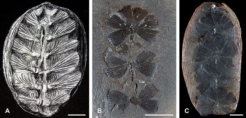 Растения в возрасте 120 миллионов лет оказались редкими детенышами черепах (фото)