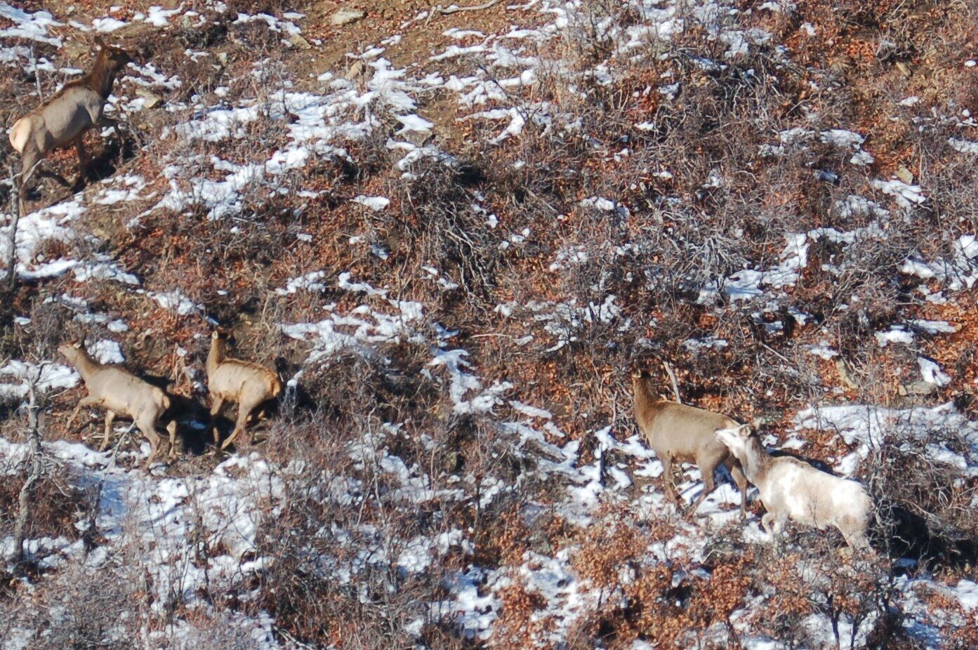 Такое одно на сто тысяч: редкостное существо заметили в горах Колорадо (фото)