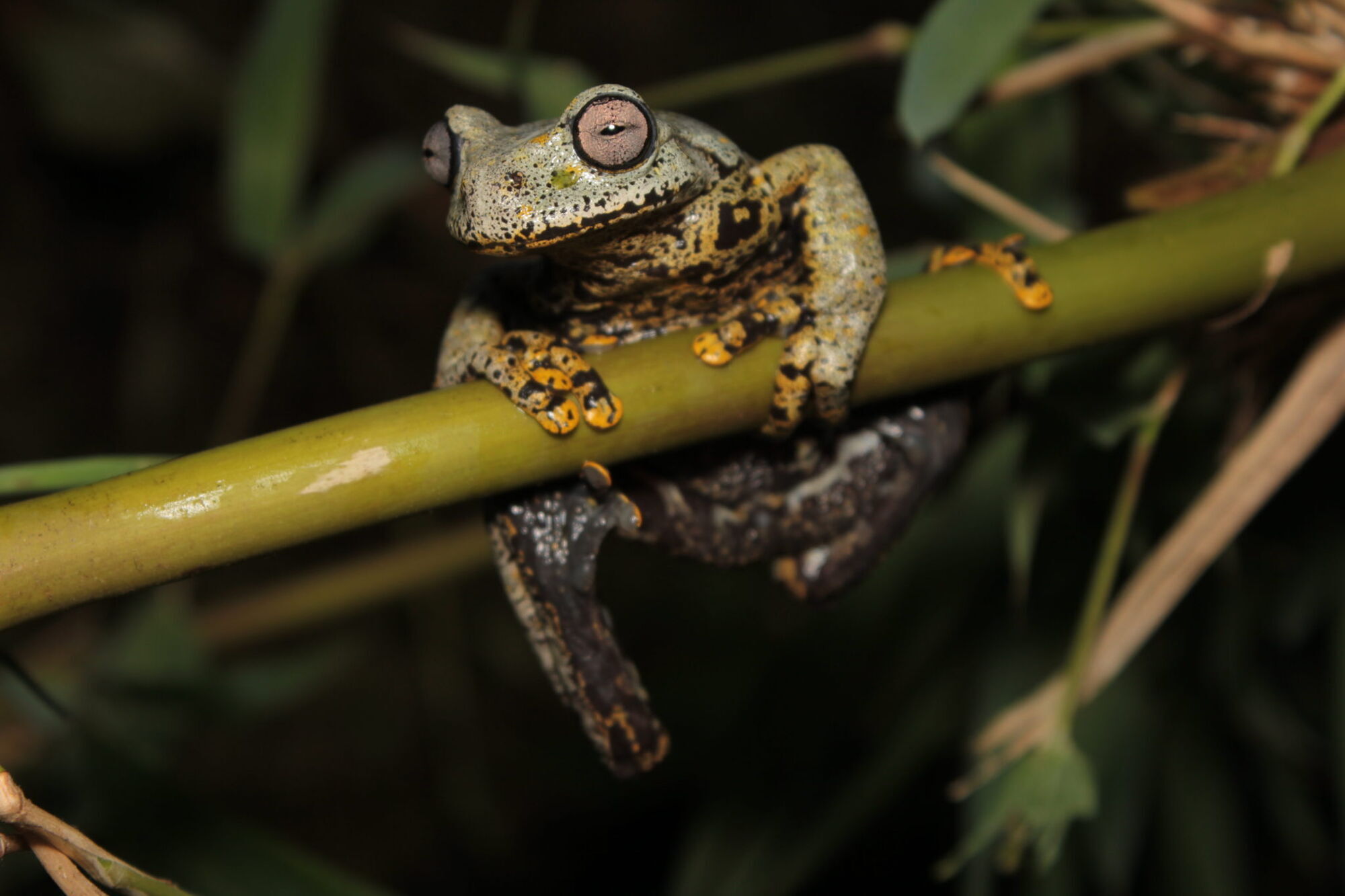 Новый вид лягушек нашли в Эквадоре – Hyloscirtus tolkieni выглядит  удивительно.