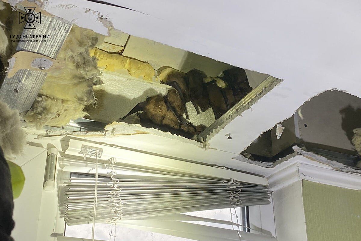 Рятувальники ДСНС вилучили на балконі квартири в Дніпрі 140 кажанів