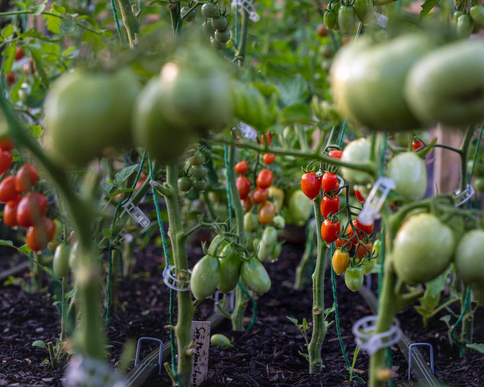 Що не можна садити біля помідор на городі
