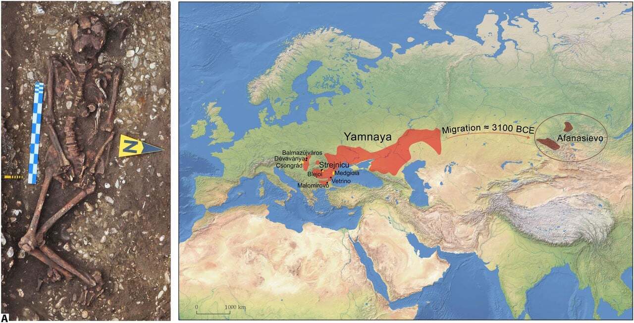 The image shows the remains of a representative of the Pit Culture. Locations where skeletons with traces of horseback riding were found and the migration of representatives of the Yama culture to Southern Siberia, where they founded the Afanasievo culture