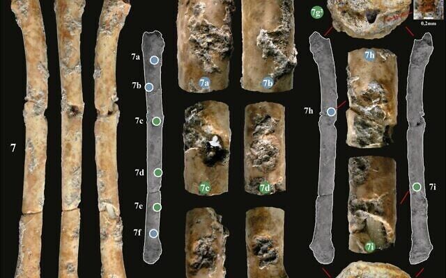 Археологи обнаружили и воспроизвели древнейший музыкальный инструмент на Ближнем Востоке (фото)
