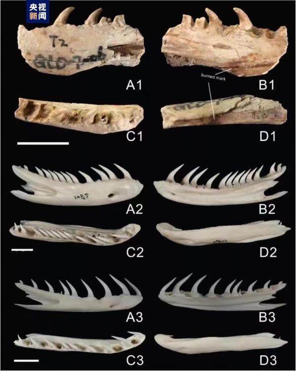 Fossils of 6,000-year-old prehistoric snakes discovered in China (photo)
