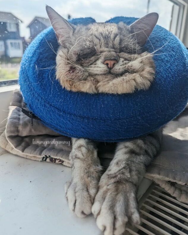 In Britain, a cat suffering from a rare disease looks like an old man (photo)
