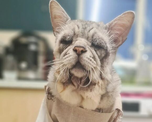 In Britain, a cat suffering from a rare disease looks like an old man (photo)