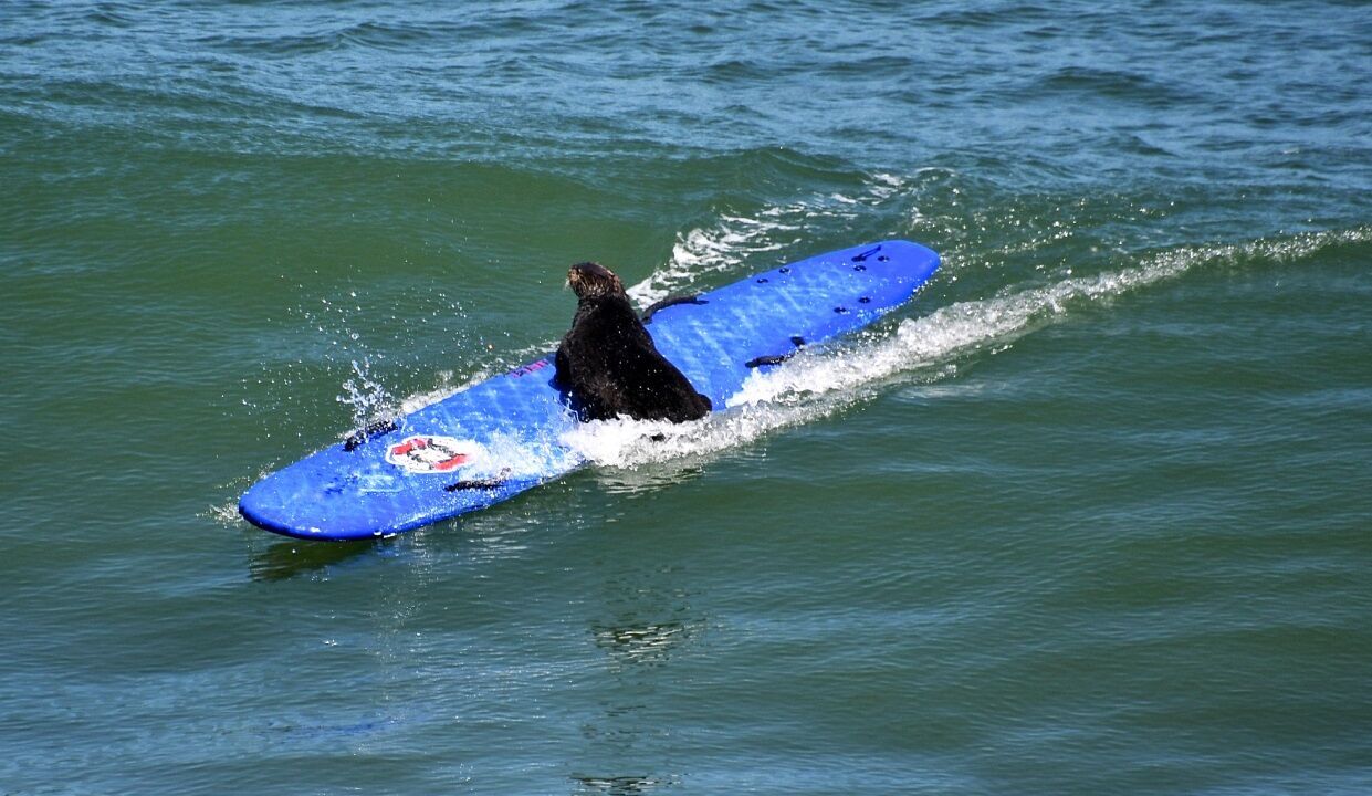 В США не могут поймать выдру, похищающую доски для серфинга (видео)