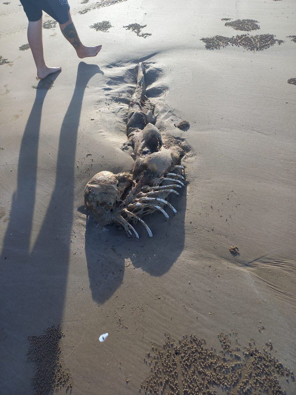 Жуткий скелет нашли в Австралии: считается, что это ''инопланетная русалка'' (фото)