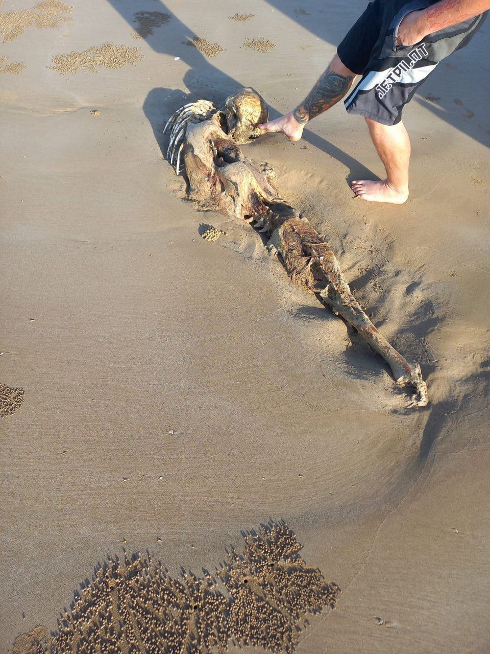 Моторошний скелет знайшли в Австралії: вважається, що це ''інопланетна русалка'' (фото)