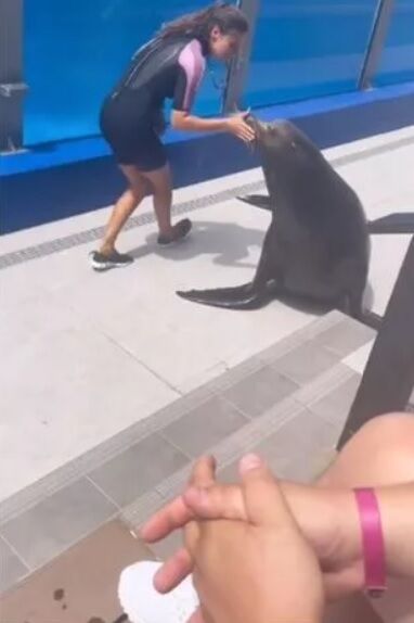 300-килограммовый морской лев во время побега чуть не убил работницу аквариума (видео)