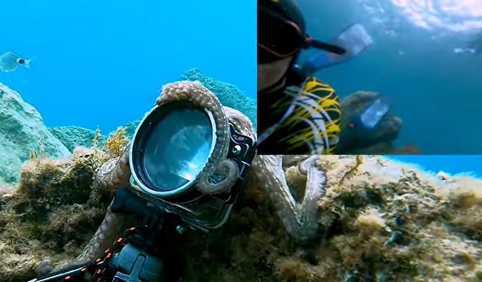 Во Франции осьминог украл фотоаппарат и начал снимать водолаза (забавное видео)