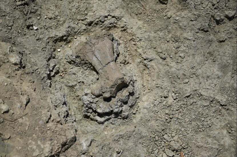 Archaeologists discover remains of ancient pigmy hippo in Greece (photo)