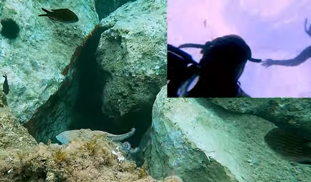 Во Франции осьминог украл фотоаппарат и начал снимать водолаза (забавное видео)